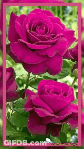 Purple Roses With Green Leaves In Garden GIF