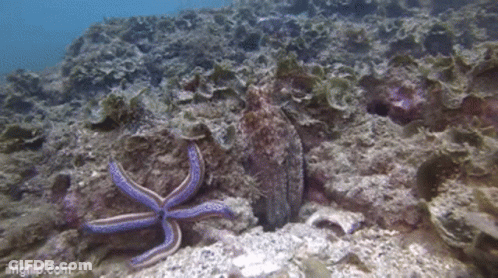 Purple Starfish Sitting On Rock In Water GIF