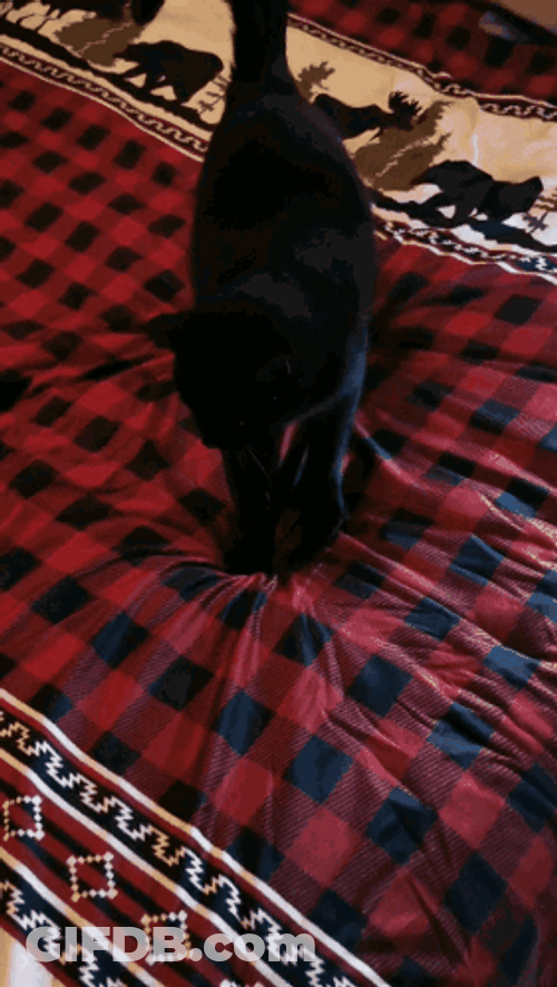 Purr Black Cat Scratching GIF