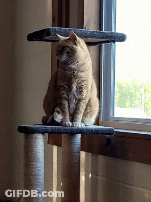 Purr British Shorthair Purr GIF