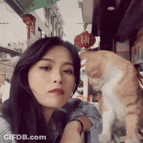 Purr Cat Aggressively Friendly GIF