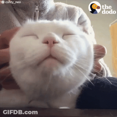 Purr Cat Ear Massage GIF