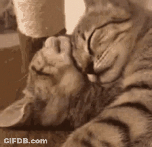 Purr Cat Kittens Hug GIF