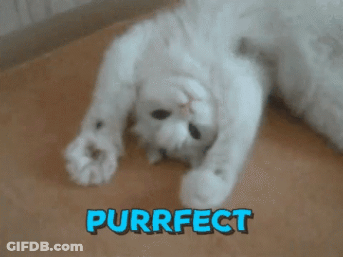Purr Cat Kneading The Air GIF
