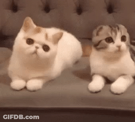 Purr Kitten Snuggle GIF