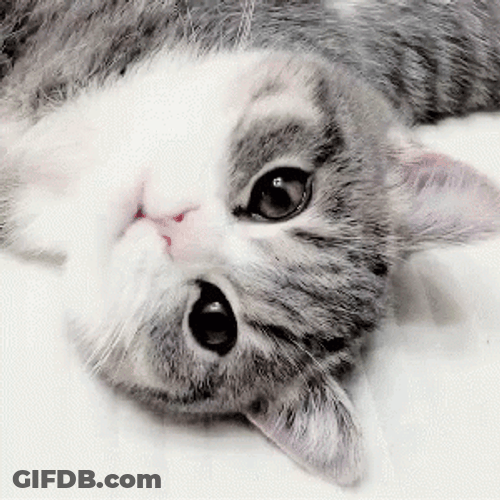 Purr Lovely Cat GIF