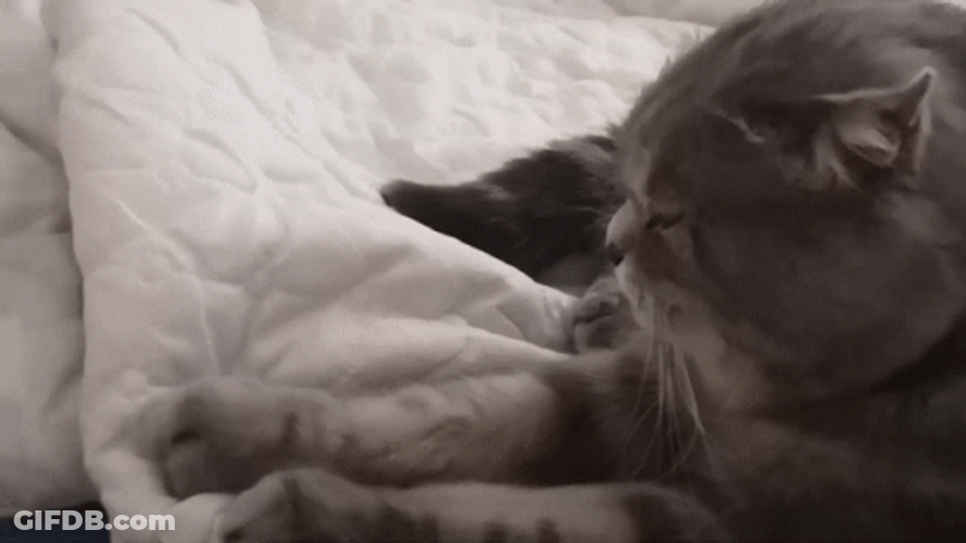 Purr Persian Cat GIF