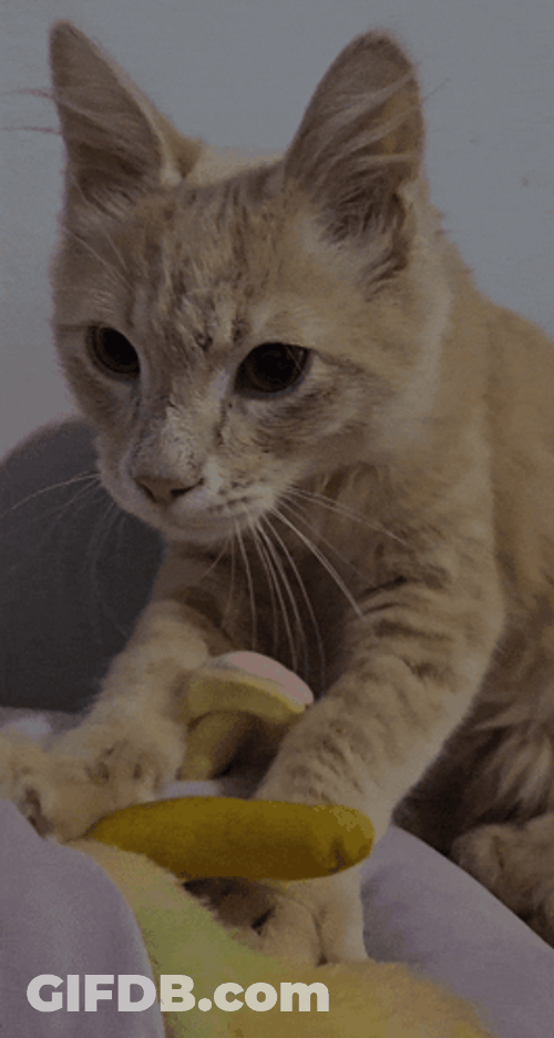 Purr Squishy Cute Cat GIF