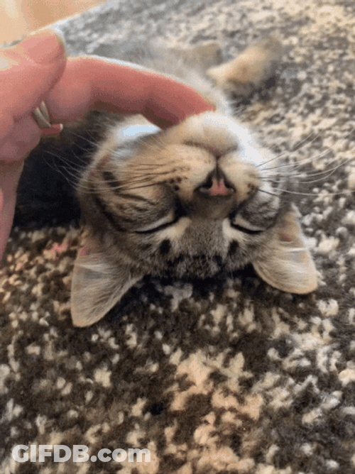 Purr Squishy Kitten Scratching Chin GIF