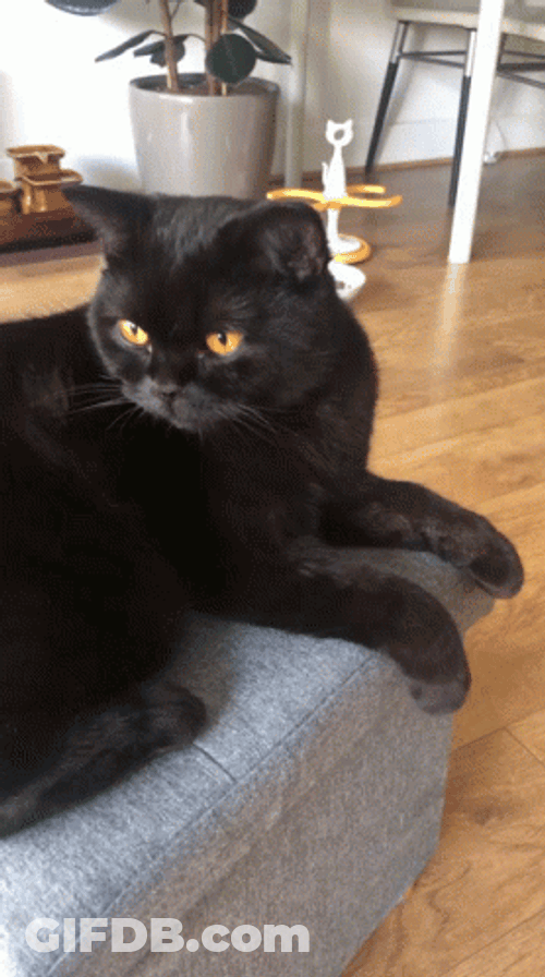 Purrcival Black Cat Kitten GIF