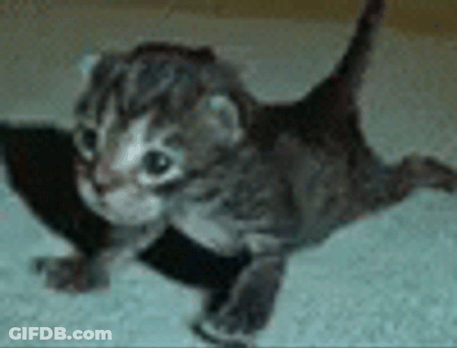 Push Up Cute Kitten Cat GIF