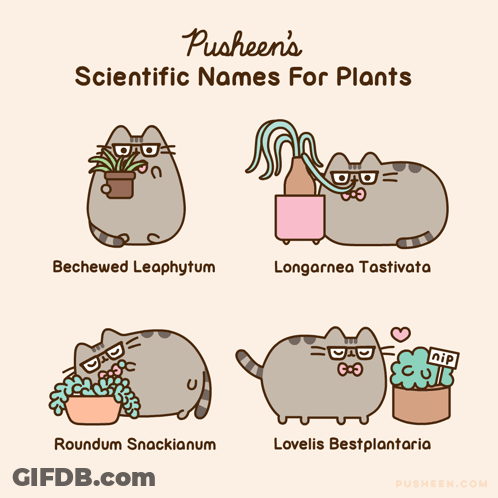 Pusheen Scientific Plant Names Bechewed Leaphytum Longarnea Tastiviata GIF