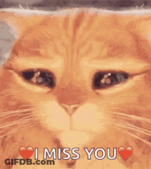Puss In Boots Eyes We Miss You GIF