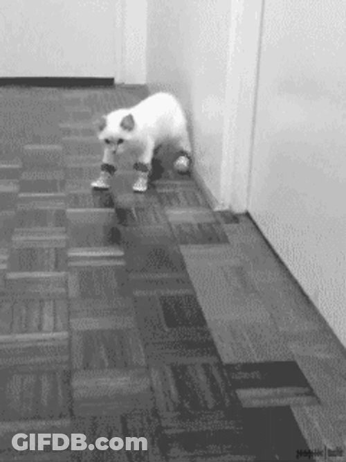 Puss In Boots Funny Cat GIF