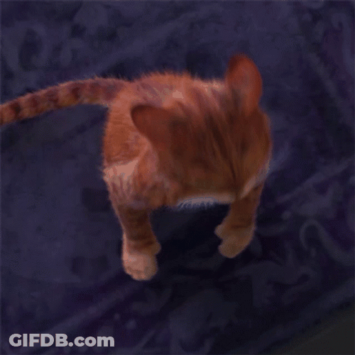 Puss In Boots Meow GIF