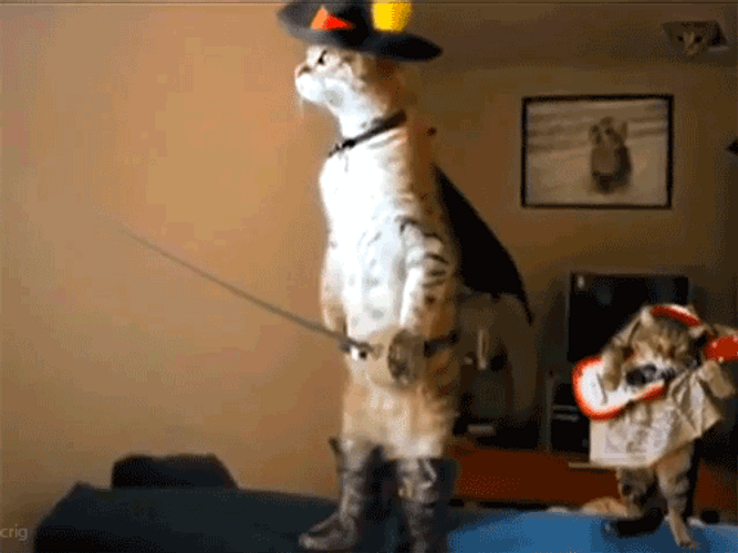 Puss In Boots Real Cat GIF