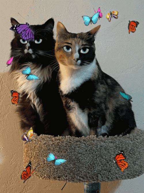 Pussycat Staying Cool With Butterflies GIF