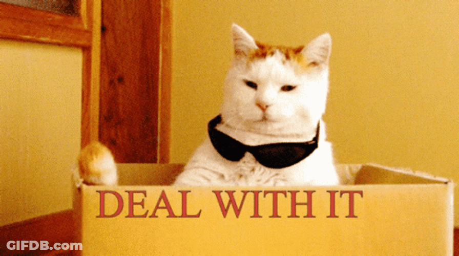 Putting On Glasses Deal With It Cat GIF