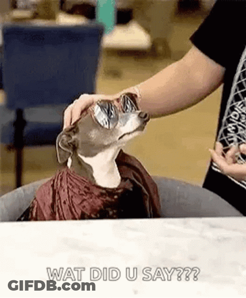 Putting On Glasses Dog What Did You Say GIF