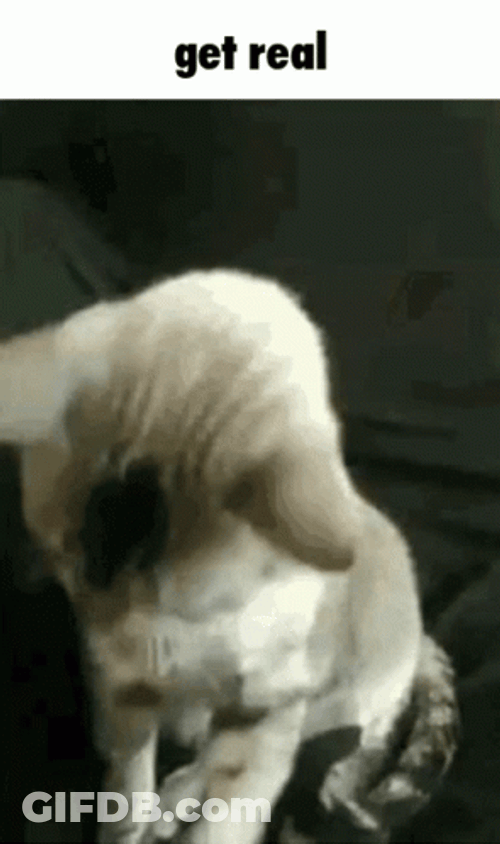 Putting On Glasses Get Real Cat Sunglasses GIF