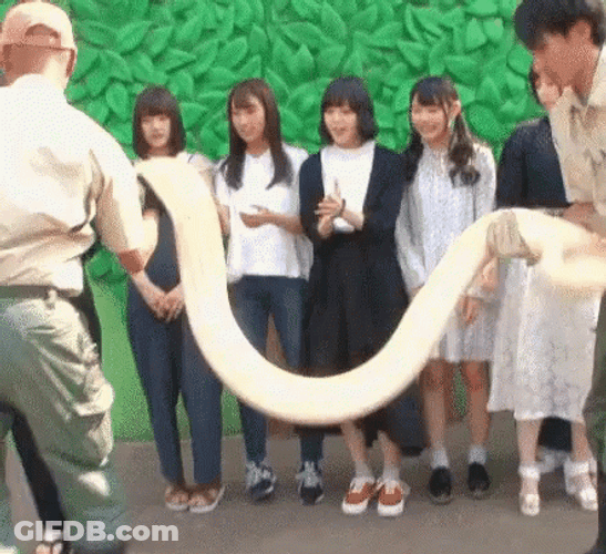 Python Carried By Ladies GIF