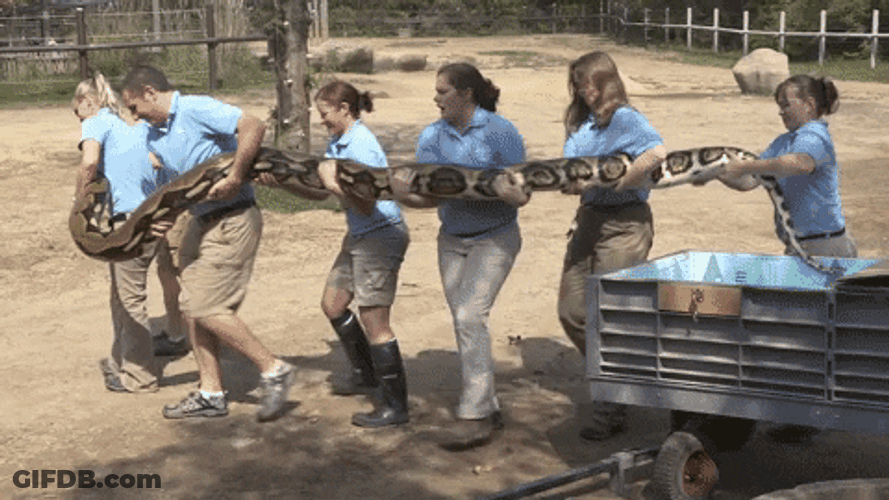 Python Carried By Zoo Keepers GIF