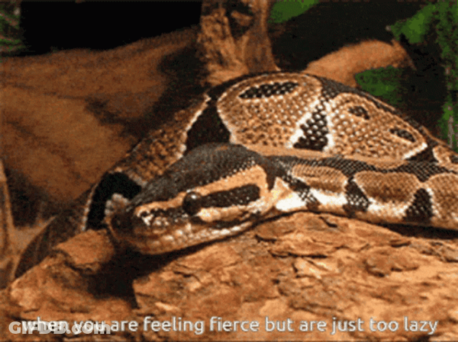 Python Feeling Fierce But Lazy GIF