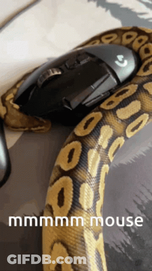 Python Mistaken Computer Mouse With Mouse GIF