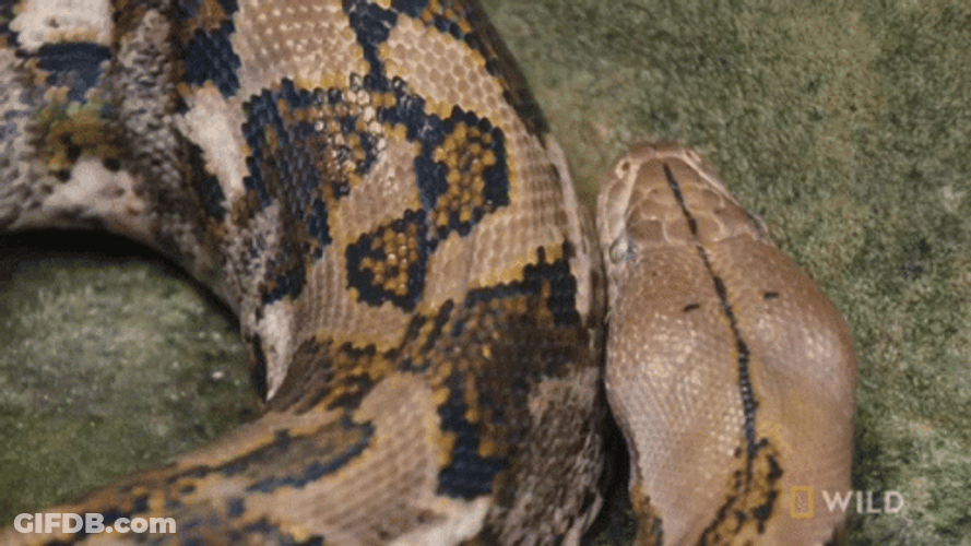 Python Rubbing It's Head On Body GIF