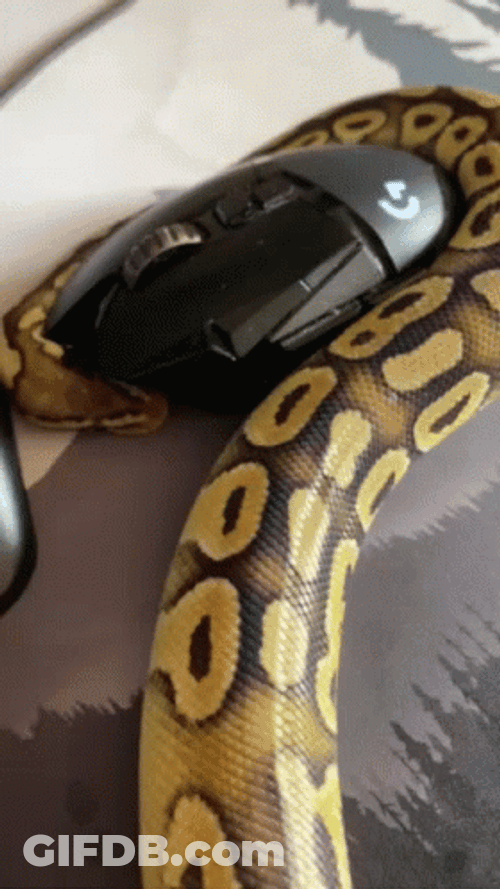 Python Tasting Computer Mouse Meal GIF