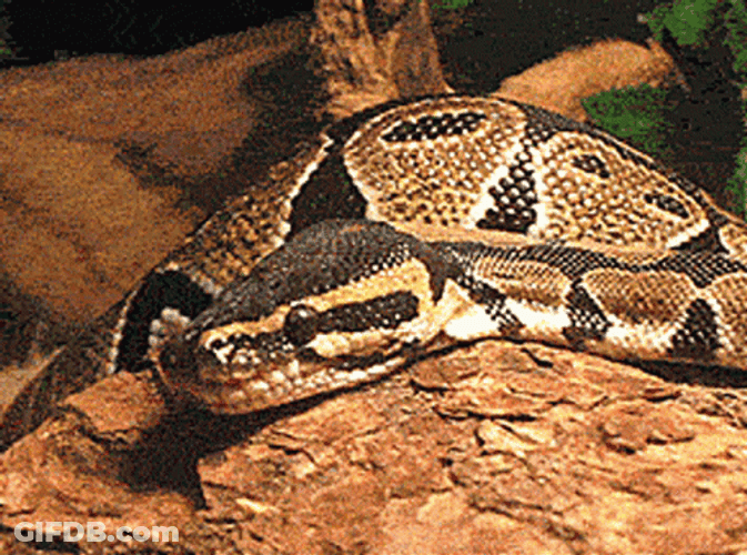Python Yawning Mouth Wide Open GIF