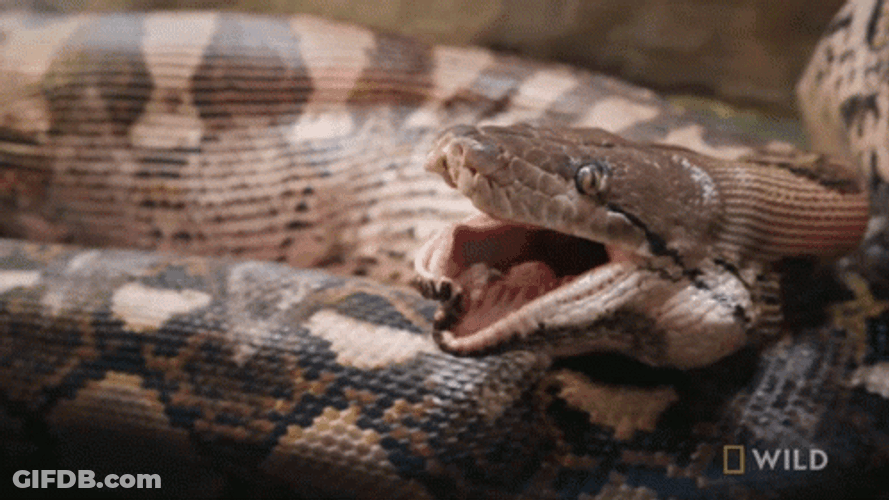 Python Yawning Tongue In And Out GIF