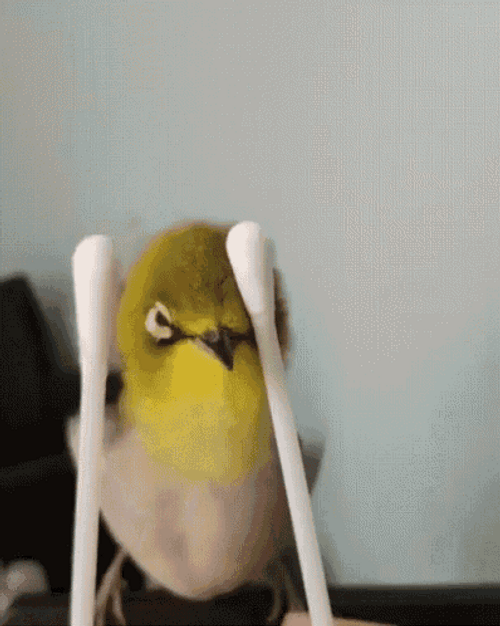 Q-Tip Head Massage Bird GIF