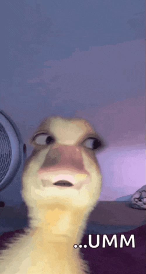 Qua Duck GIF