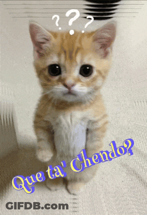 Que Ta Chendo GIF