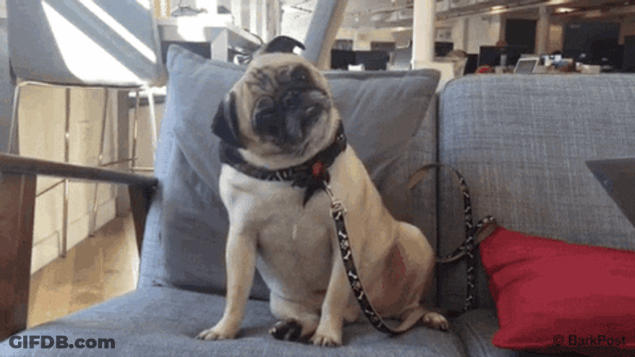 Question Head Tilt Pug GIF