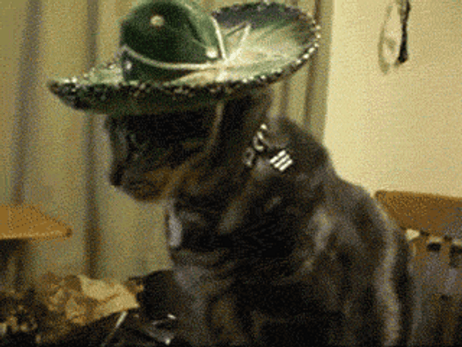 Question Que What Cat GIF