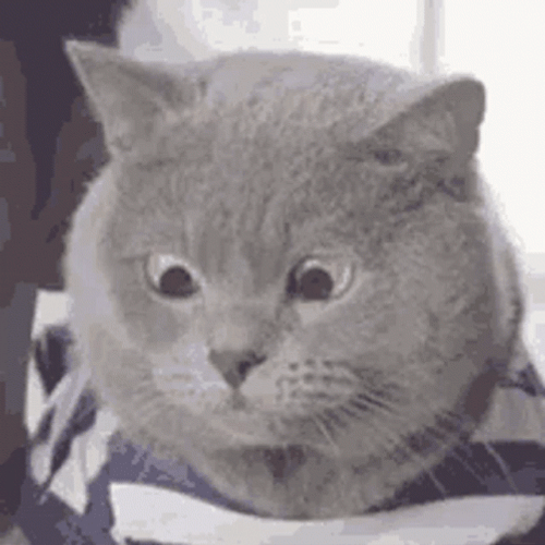 Question Uh Oh Cat GIF