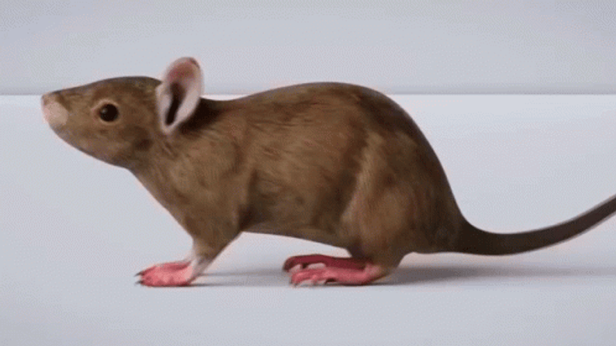 Quick Spinning 3D Rat Animation GIF