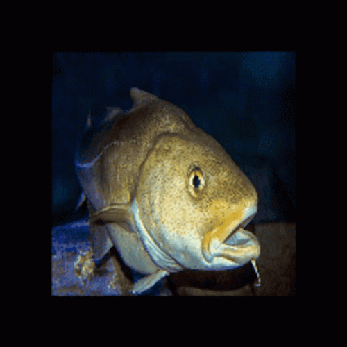 Quick Spinning Cod Fish Head GIF