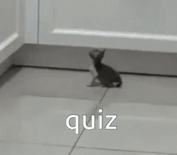 Quiz Cute Cat Jump Meme GIF
