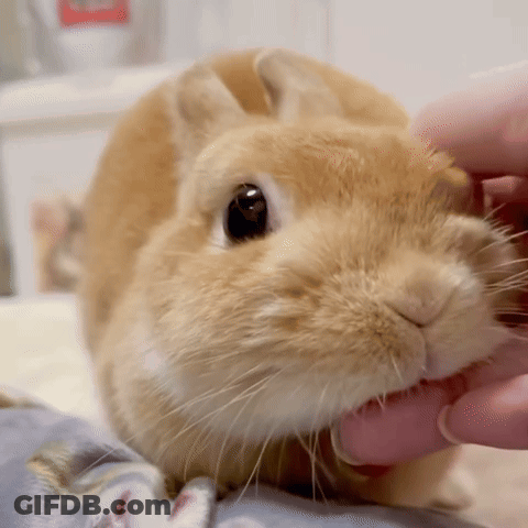Rabbit Being Petted Close Up GIF