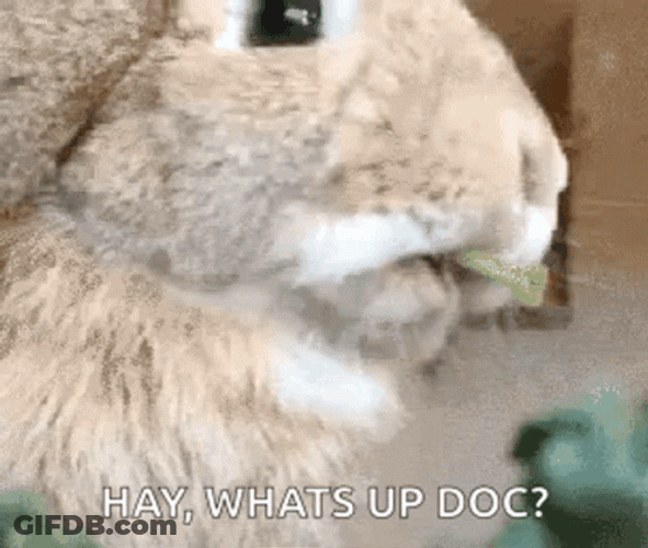 Rabbit Chewing Hey Whats Up Doc GIF