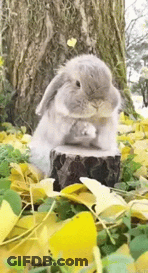 Rabbit Drum Roll Please GIF