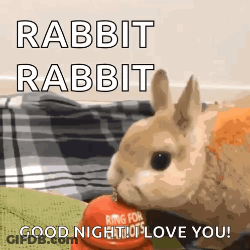 Rabbit Eating Carrot Good Night I Love You GIF