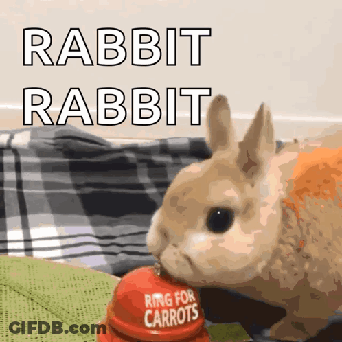 Rabbit Eating Carrot Ring GIF