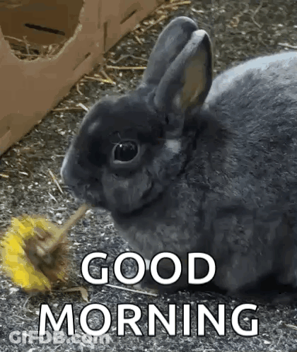 Rabbit Eating Dandelion With Good Morning Above GIF