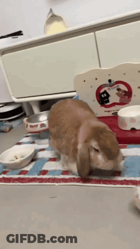 Rabbit Eating From Happy Bowl GIF