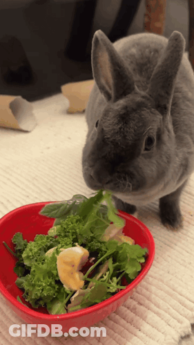 Rabbit Eating From Red Bowl Of Vegetables GIF