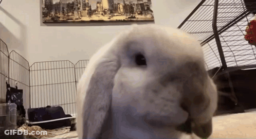 Rabbit Eating Green Leaf In Front Of City Skyline GIF